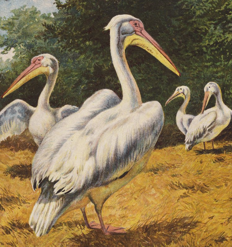 Pelikany (litografia kolorowa) autorstwa English School