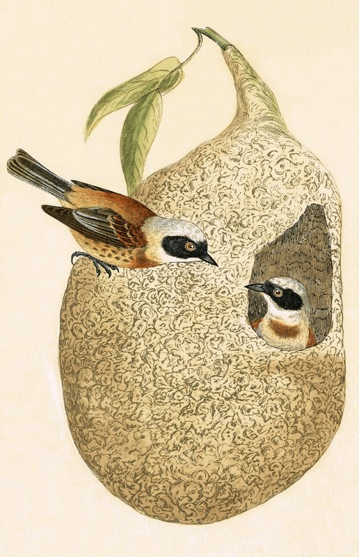 Penduline Tit, ilustracja z „Historii ptaków Europy nieobserwowanych na wyspach brytyjskich” Charlesa Roberta Bree (1811-86), opublikowana w 1867 r. autorstwa English School