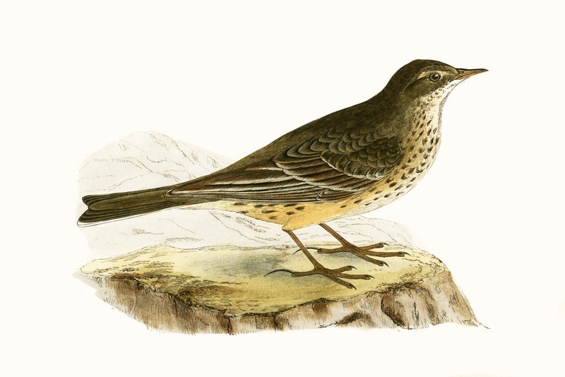 Pennsylvanian Pipit, ilustracja z „Historii ptaków Europy nieobserwowanych na wyspach brytyjskich” Charlesa Roberta Bree (1811-86), opublikowana w 1867 r. autorstwa English School