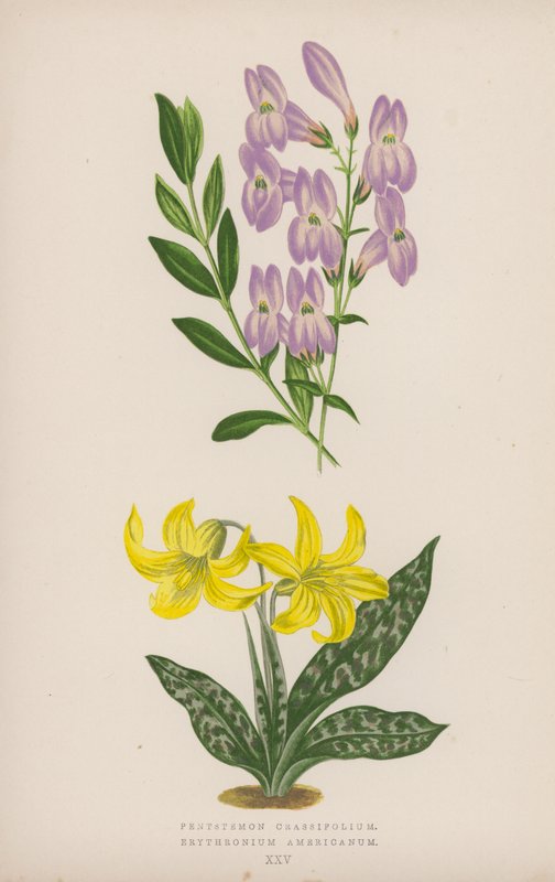 Krasifolium pięciolistkowe; Erytron amerykański (kolor lito) autorstwa English School