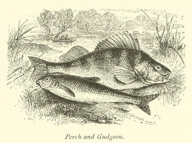 Okoń i Gudgeon autorstwa English School