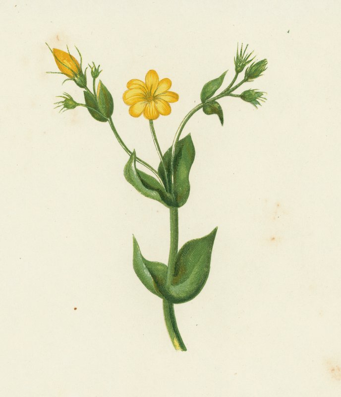 Perfoliate Yellow Wort, Chlora Perfoliata (kolor lito) autorstwa English School