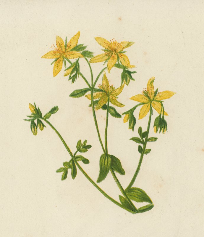 Dziurawiec zwyczajny, Hypericum Perforatum (litografia kolorowa) autorstwa English School