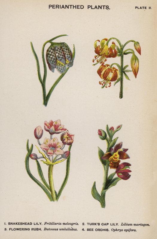 Perianthed Plants (kolorowa litografia) autorstwa English School