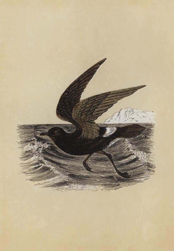 Petrel (litografia kolorowa) autorstwa English School