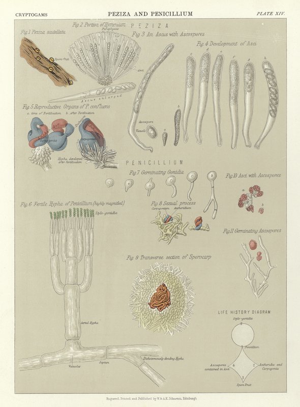Peziza i Penicillium autorstwa English School