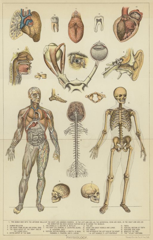 Fizjologia (kolorowa litografia) autorstwa English School