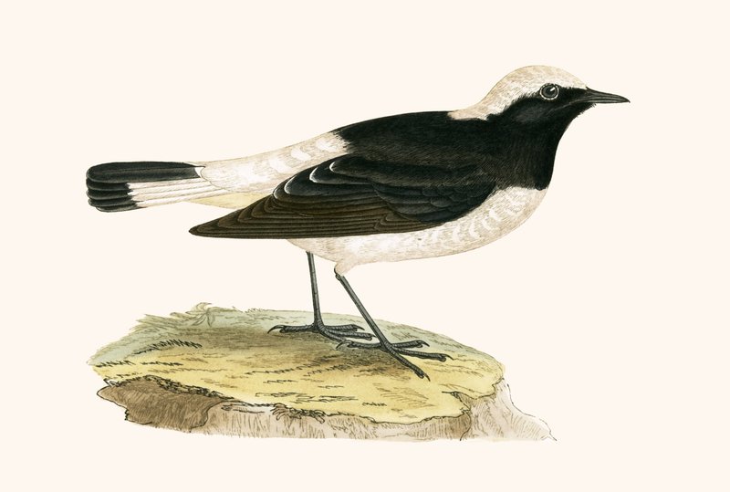Pied Wheatear, ilustracja z "A History of the Birds of Europe Not Observed in the British Isles" autorstwa Charlesa Roberta Bree (1811-86), opublikowana w 1867 r. autorstwa English School