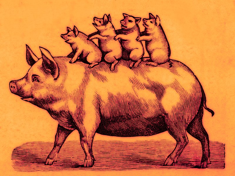 Świnia z prosiętami, ilustracja z Coles Funny Picture Book (obraz ulepszony cyfrowo) autorstwa English School