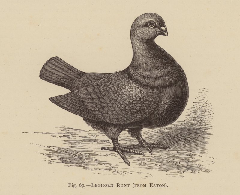 Gołębie: Leghorn Runt, firmy Eaton (grawerowanie) autorstwa English School