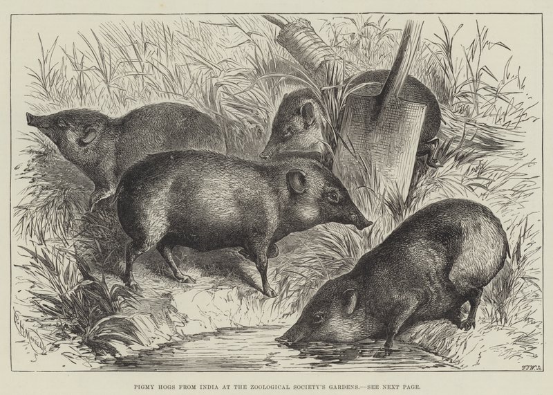 Pigmy Hogs z Indii w Ogrodach Towarzystwa Zoologicznego (grawerowanie) autorstwa English School