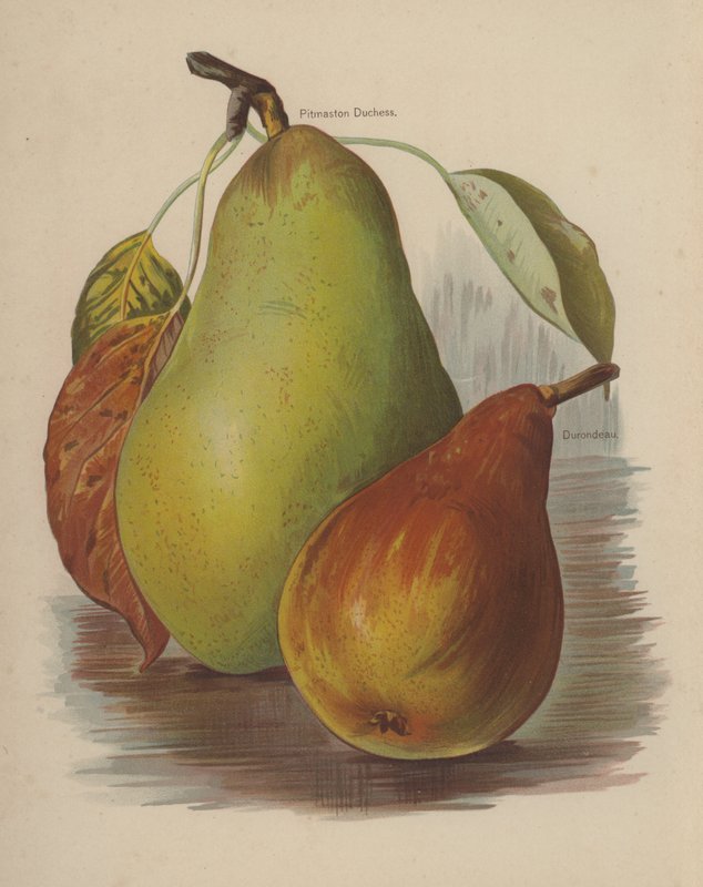 Pitmaston Duchess, Durondeau autorstwa English School