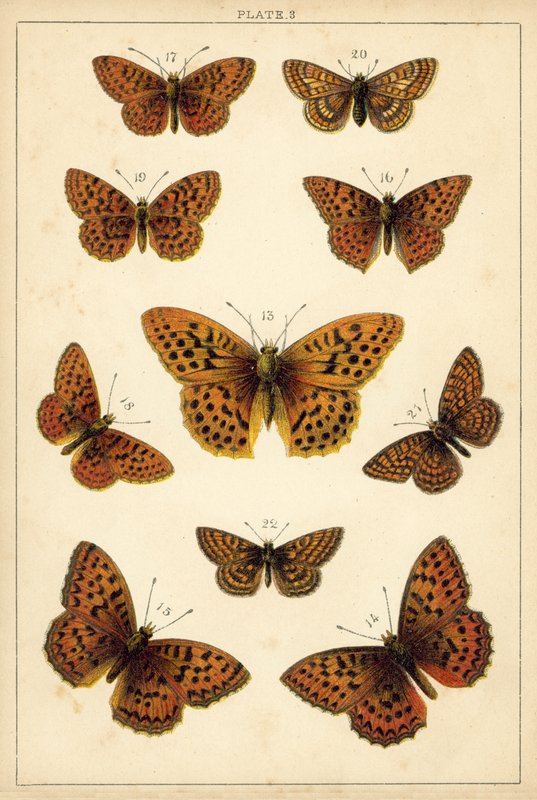 Talerz Motyle i ćmy naszego kraju (chromolitho) autorstwa English School