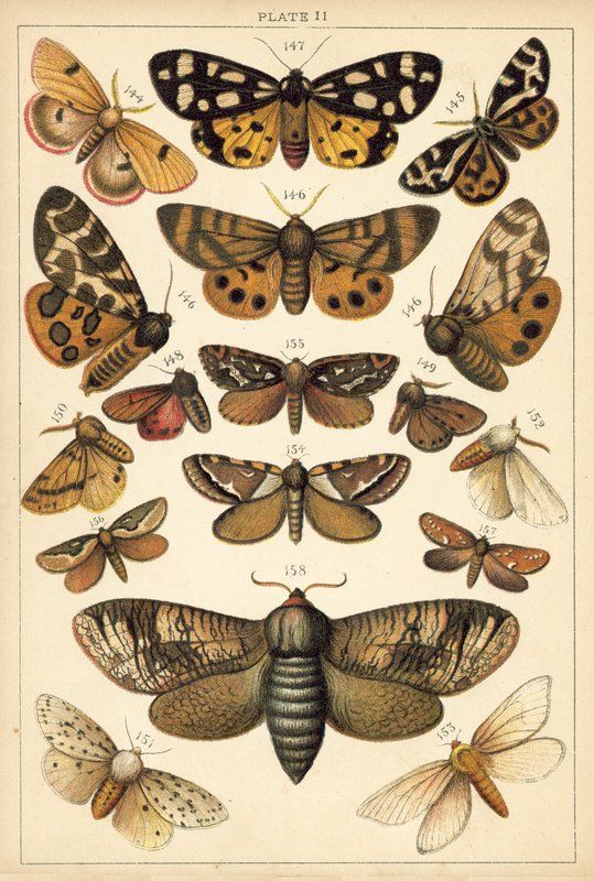 Talerz Motyle i ćmy naszego kraju (chromolitho) autorstwa English School