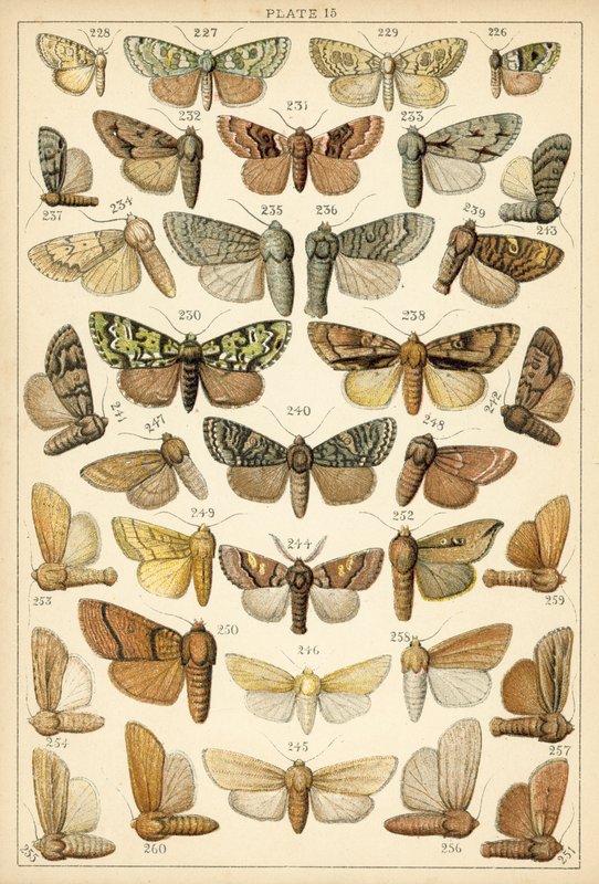 Talerz Motyle i ćmy naszego kraju (chromolitho) autorstwa English School