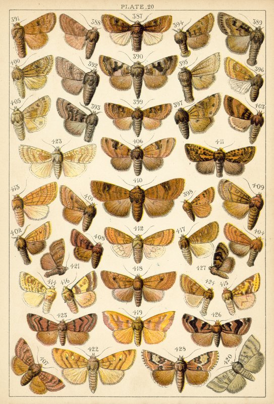 Talerz Motyle i ćmy naszego kraju (chromolitho) autorstwa English School
