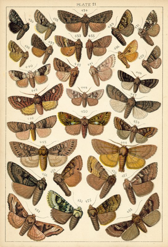 Talerz Motyle i ćmy naszego kraju (chromolitho) autorstwa English School