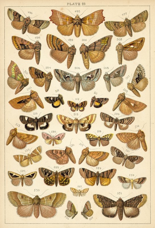 Talerz Motyle i ćmy naszego kraju (chromolitho) autorstwa English School