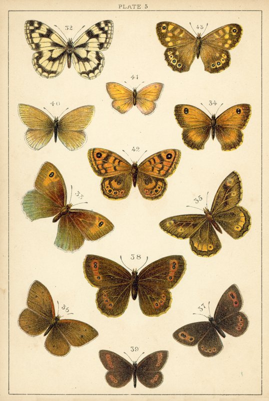 Talerz Motyle i ćmy naszego kraju (chromolitho) autorstwa English School