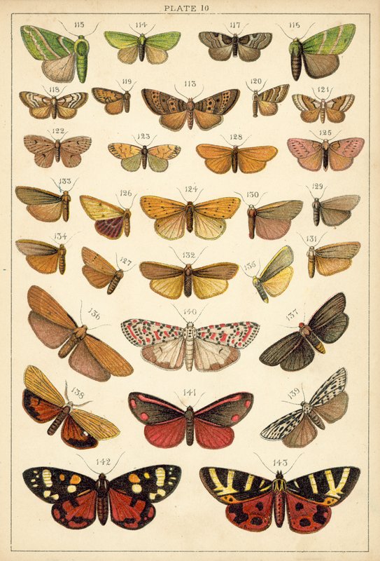Talerz Motyle i ćmy naszego kraju (chromolitho) autorstwa English School