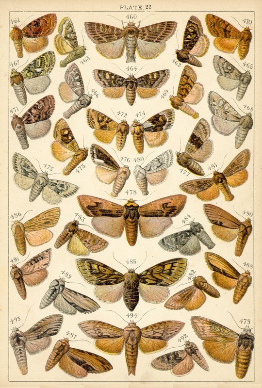 Talerz Motyle i ćmy naszego kraju (chromolitho) autorstwa English School