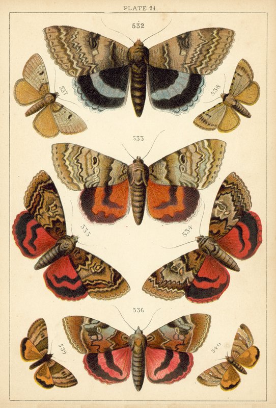 Talerz Motyle i ćmy naszego kraju (chromolitho) autorstwa English School