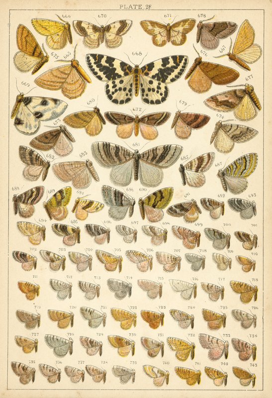 Talerz Motyle i ćmy naszego kraju (chromolitho) autorstwa English School