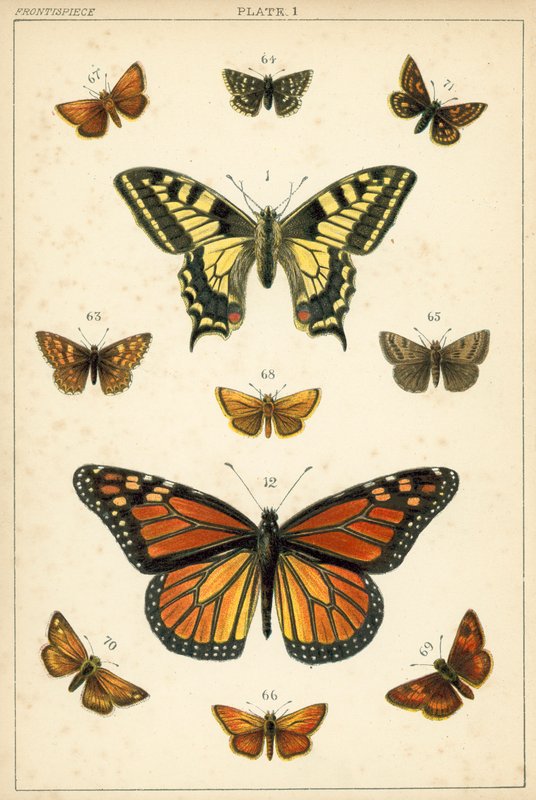 Talerz Motyle i ćmy naszego kraju (chromolitho) autorstwa English School