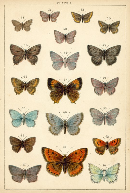 Talerz Motyle i ćmy naszego kraju (chromolitho) autorstwa English School