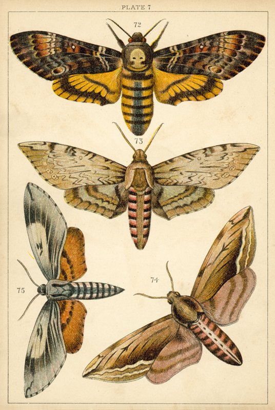 Talerz Motyle i ćmy naszego kraju (chromolitho) autorstwa English School