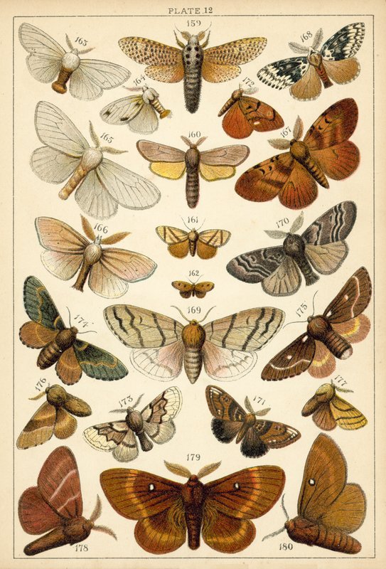 Talerz Motyle i ćmy naszego kraju (chromolitho) autorstwa English School
