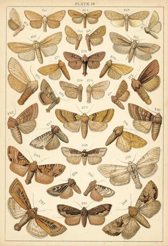 Talerz Motyle i ćmy naszego kraju (chromolitho) autorstwa English School