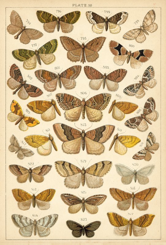 Talerz Motyle i ćmy naszego kraju (chromolitho) autorstwa English School