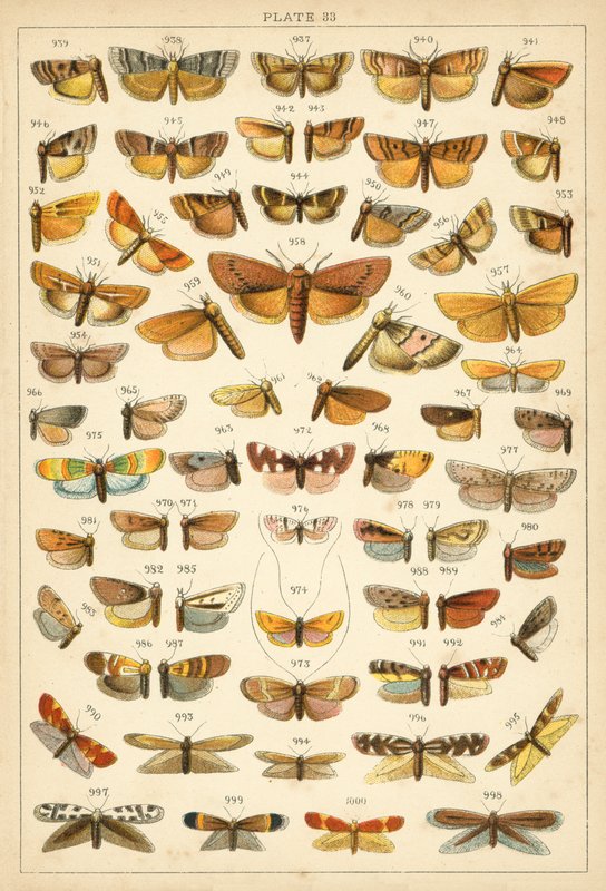 Talerz Motyle i ćmy naszego kraju (chromolitho) autorstwa English School