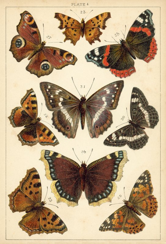 Talerz Motyle i ćmy naszego kraju (chromolitho) autorstwa English School