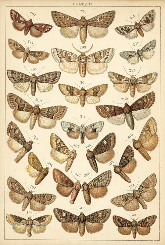 Talerz Motyle i ćmy naszego kraju (chromolitho) autorstwa English School