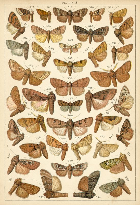 Talerz Motyle i ćmy naszego kraju (chromolitho) autorstwa English School