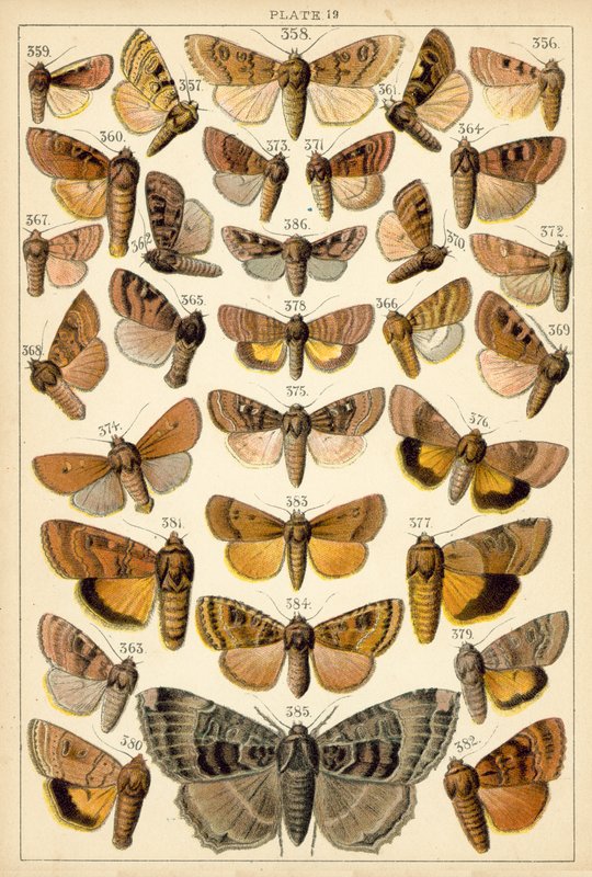 Talerz Motyle i ćmy naszego kraju (chromolitho) autorstwa English School