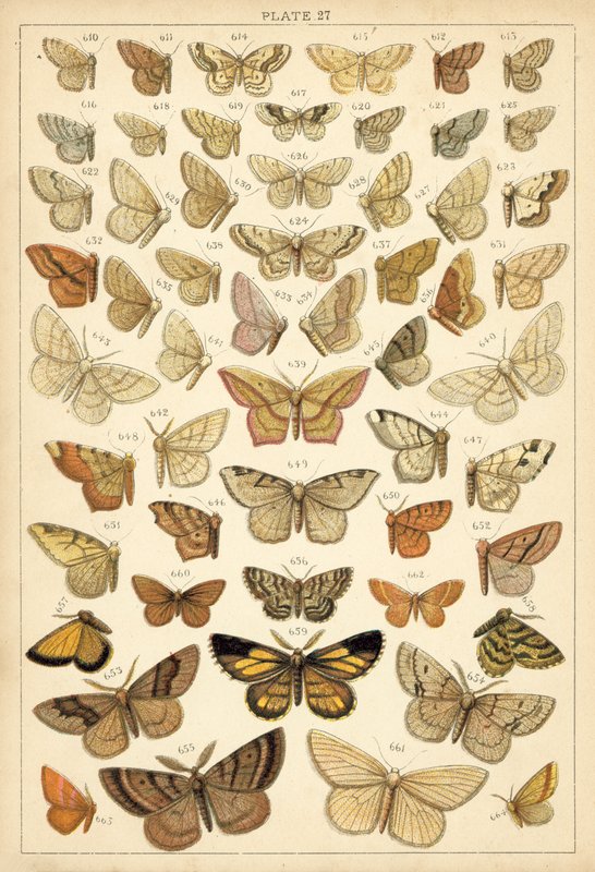 Talerz Motyle i ćmy naszego kraju (chromolitho) autorstwa English School