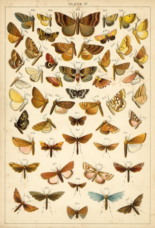 Talerz Motyle i ćmy naszego kraju (chromolitho) autorstwa English School