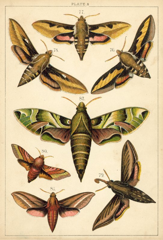 Talerz Motyle i ćmy naszego kraju (chromolitho) autorstwa English School