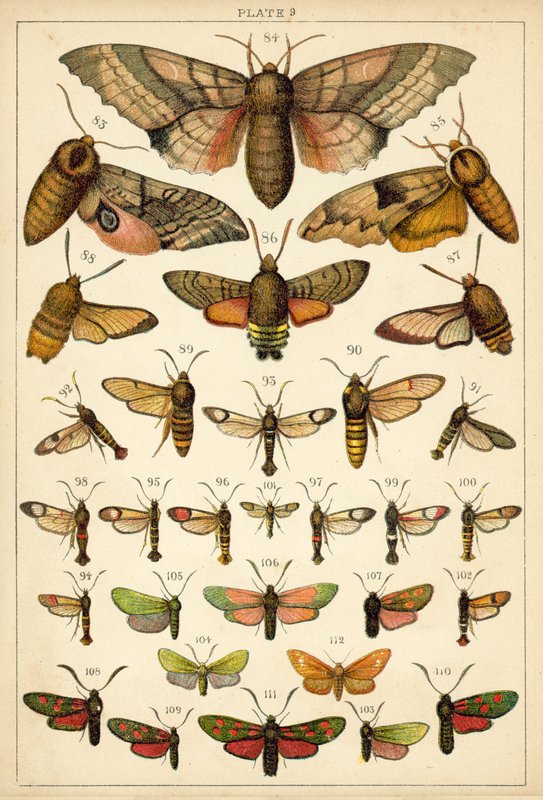 Talerz Motyle i ćmy naszego kraju (chromolitho) autorstwa English School