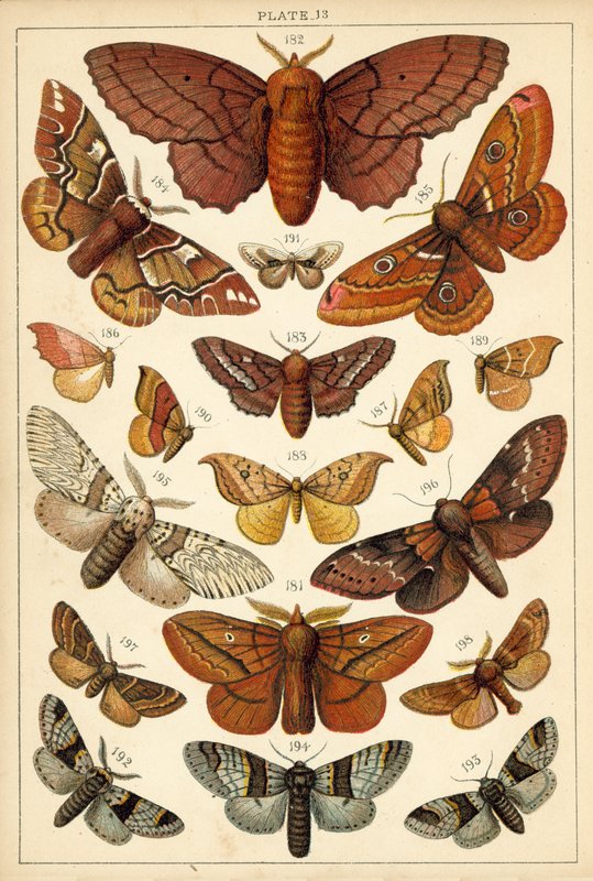 Talerz Motyle i ćmy naszego kraju (chromolitho) autorstwa English School