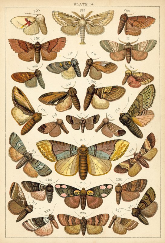 Talerz Motyle i ćmy naszego kraju (chromolitho) autorstwa English School