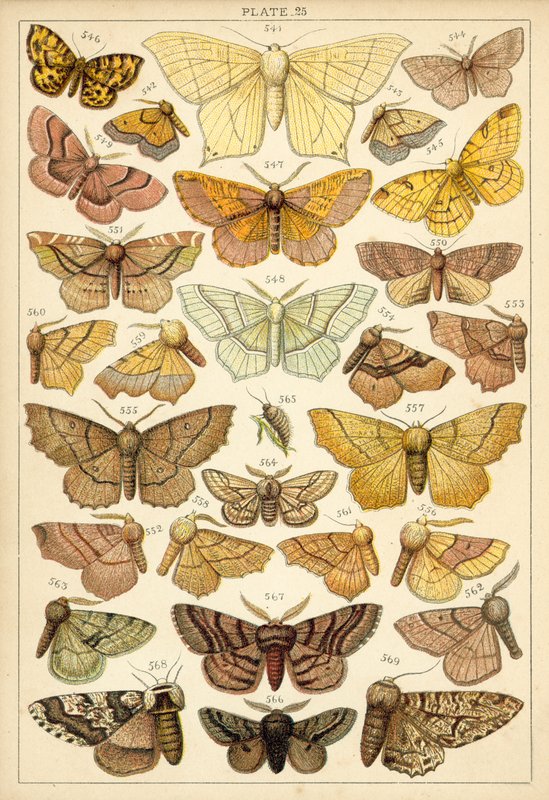 Talerz Motyle i ćmy naszego kraju (chromolitho) autorstwa English School