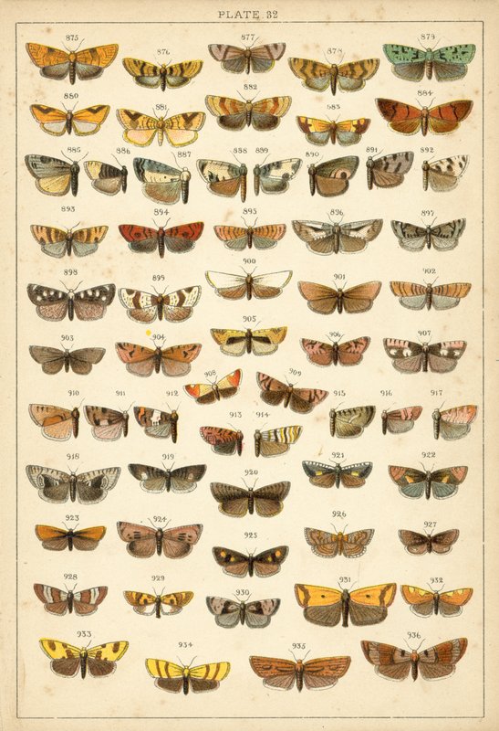 Talerz Motyle i ćmy naszego kraju (chromolitho) autorstwa English School