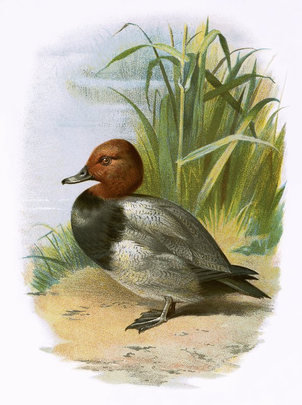 Pochard autorstwa English School