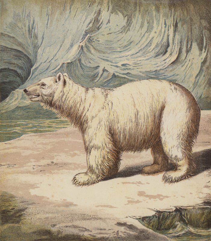 Niedźwiedź polarny (kolor lito) autorstwa English School