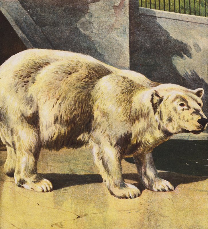 Niedźwiedź polarny (kolorowa litografia) autorstwa English School