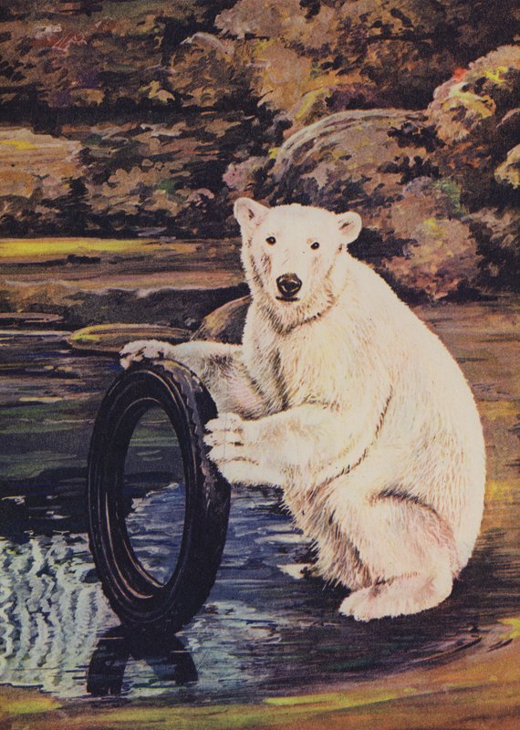 Niedźwiedź polarny bawiący się oponą w zoo autorstwa English School